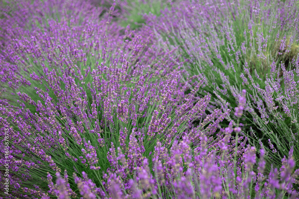 Fototapeta premium Close-up of lavender flowers in full bloom with soft focus, creating a dreamy natural background in summer.