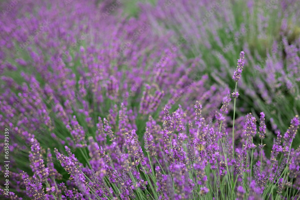 Obraz premium Close-up of lavender flowers in full bloom with soft focus, creating a dreamy natural background in summer