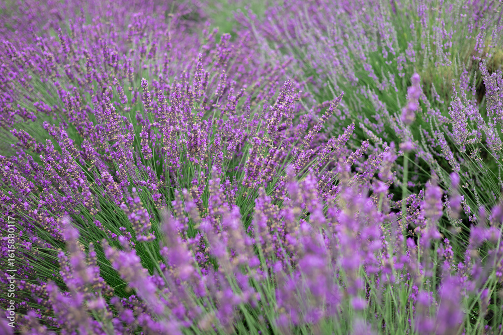 Obraz premium Close-up of lavender flowers in full bloom with soft focus, creating a dreamy natural background in summer