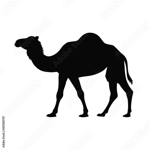 Silhouette of a dromedary camel walking against a white background
