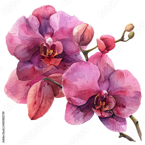 watercolor vector of Orchid Flower, isolated on a white background.