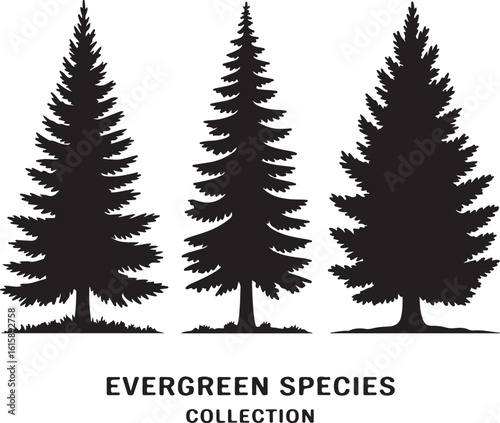 Evergreen tree silhouettes evergreen trees coniferous trees