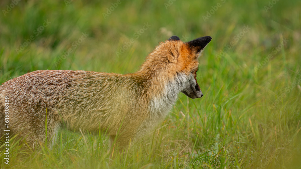 Fototapeta premium Red Fox (Vulpes vulpes) hunts in the meadow. Fox hidden in green vegetation. Pure natural wildlife photo