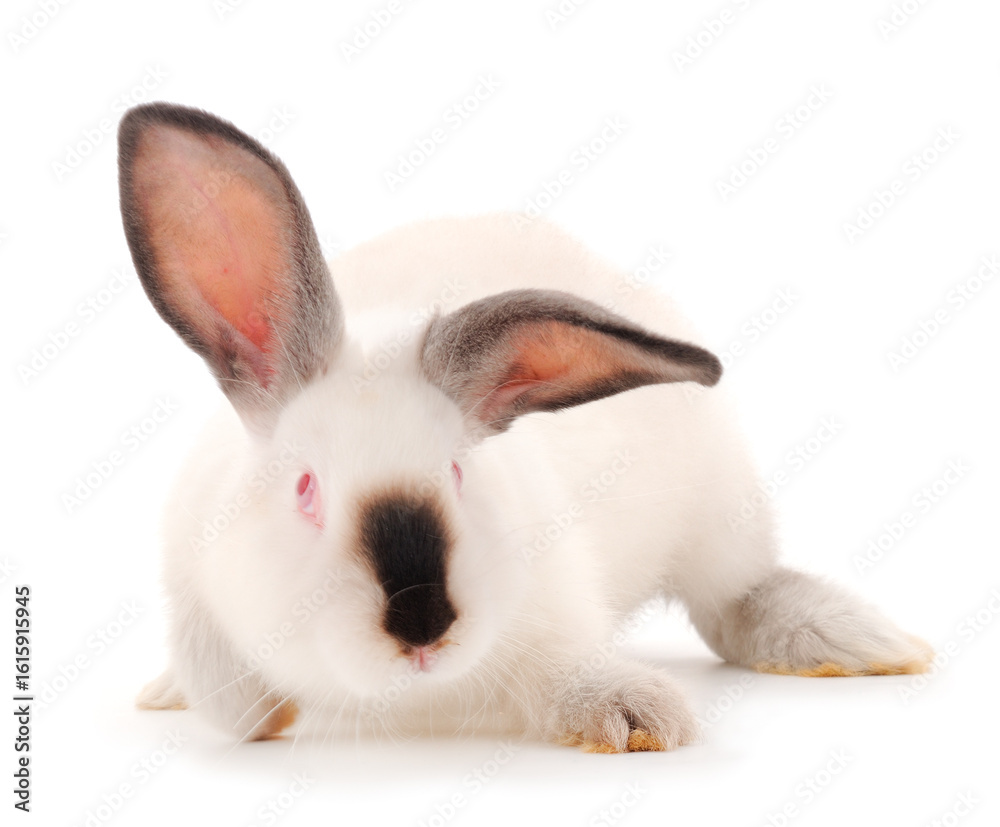 Obraz premium White rabbit isolated.