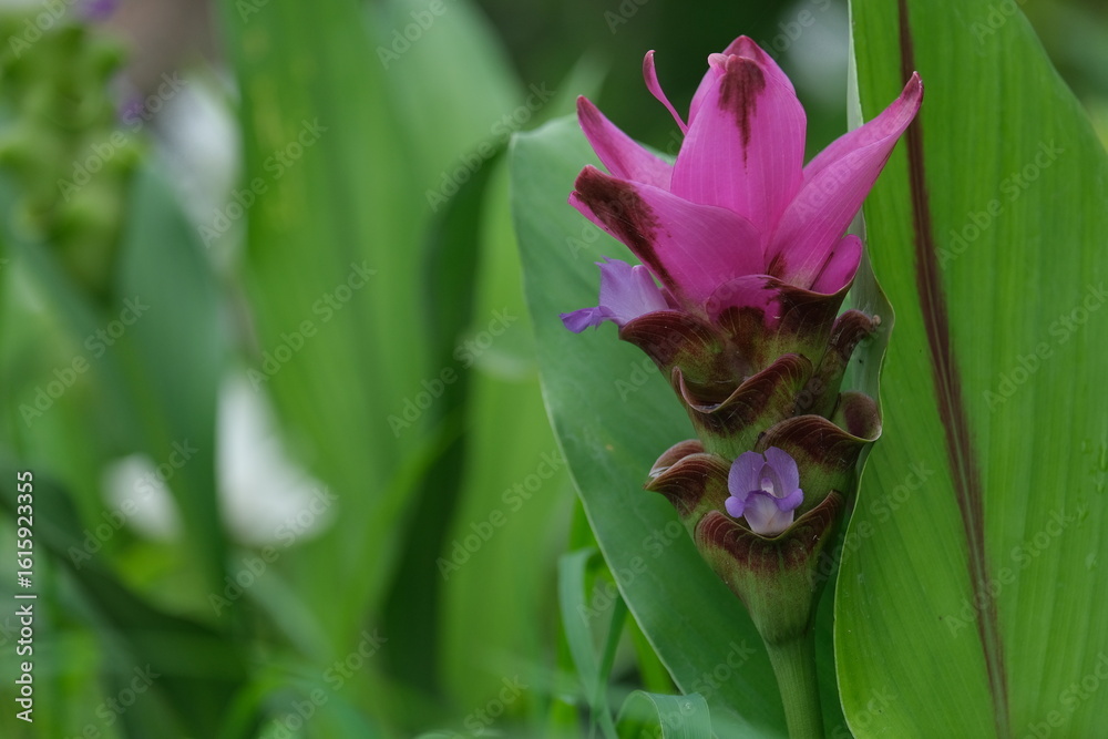 Obraz premium pink lotus flower