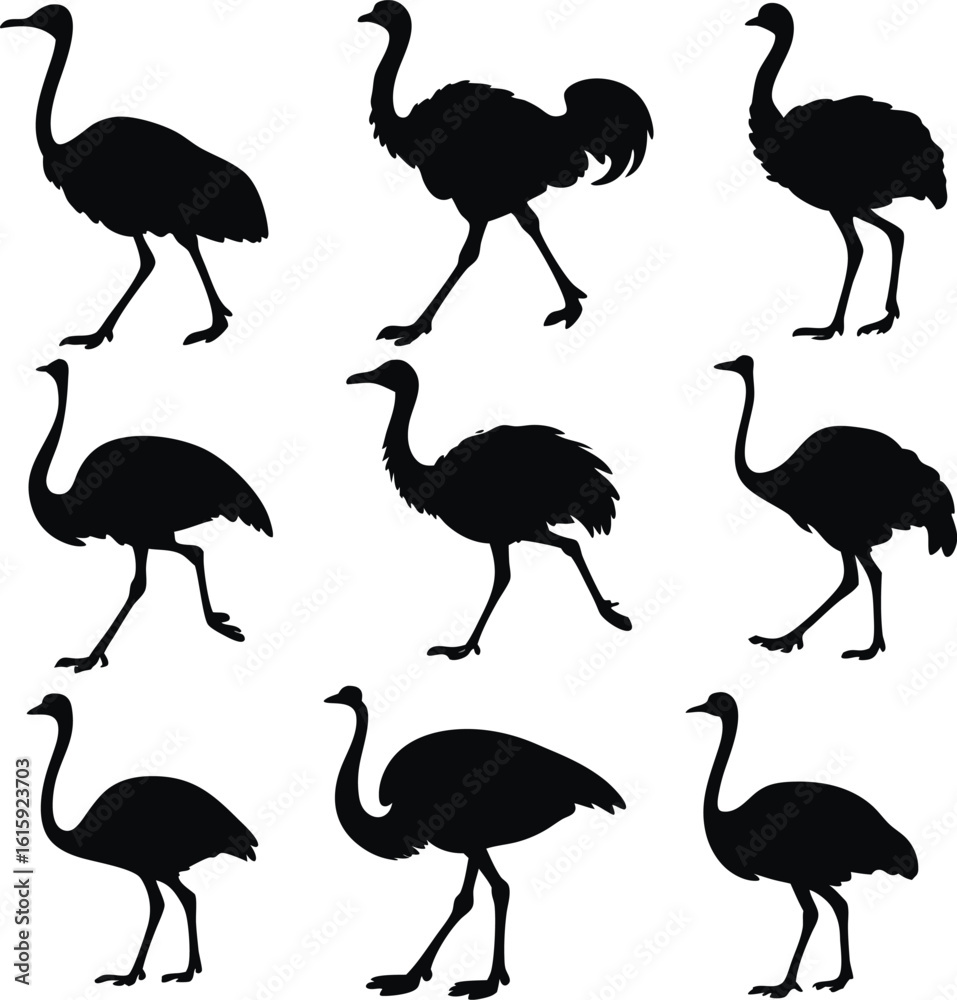 Obraz premium Ostrich silhouette bundle set vector with editable white background 