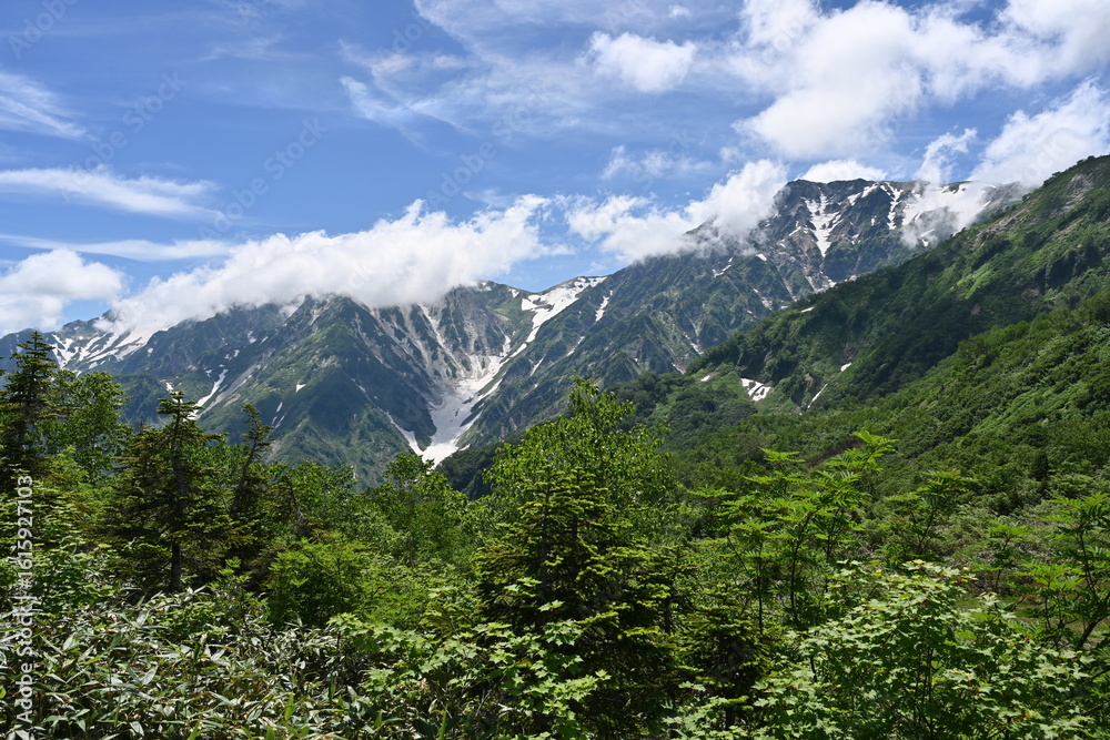 Obraz premium 夏の栂池自然園と残雪の白馬の山々／長野県