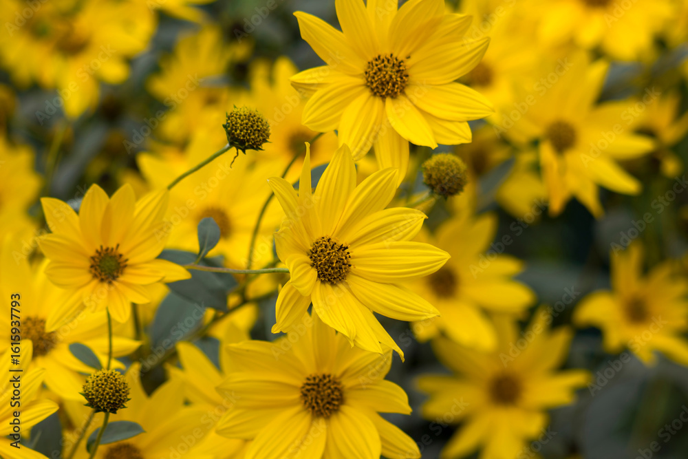 Fototapeta premium yellow flowers in a garden - natural summer background