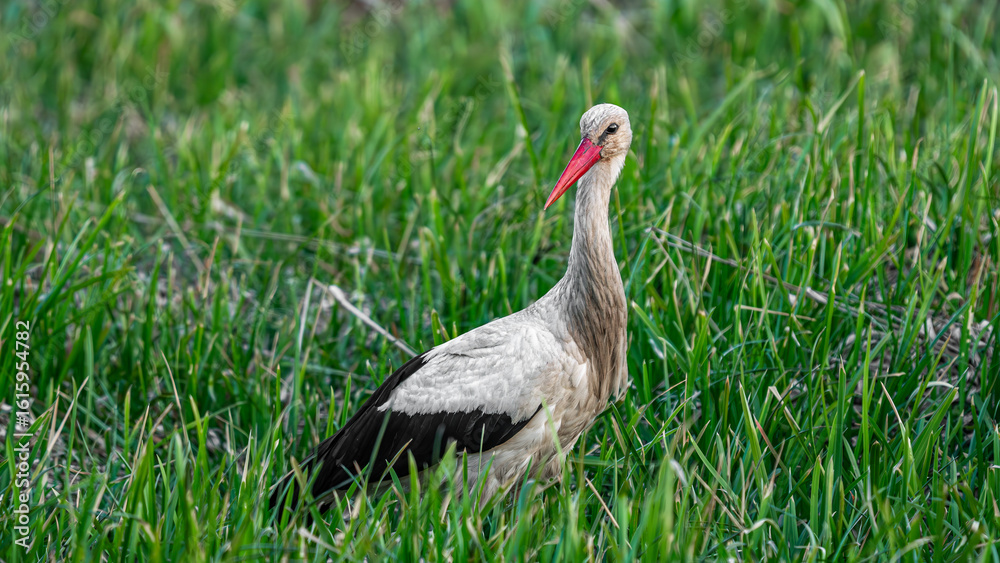 Naklejka premium White stork (Ciconia ciconia) standing in the grass, looking for food near of pond