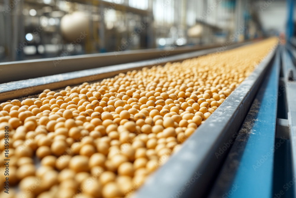 Fototapeta premium Soybeans moving along a conveyor belt in a factory a food production process