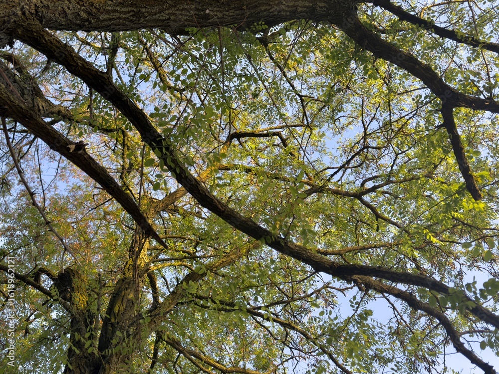 Obraz premium Tree branches on a blue sky background