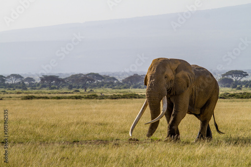 View of a majestic elephant with enormous tusks strides across golden savannah grasses under a hazy sky, framed by distant trees, Kimana, Kajiado County, Kenya.