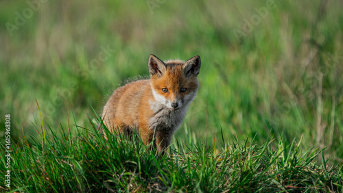 Baby Red Fox (Vulpes vulpes) looking for a food