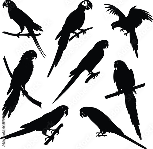 Parrot silhouette bundle set vector with editable white background 