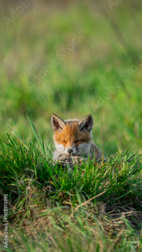Baby Red Fox (Vulpes vulpes) basking in the sun