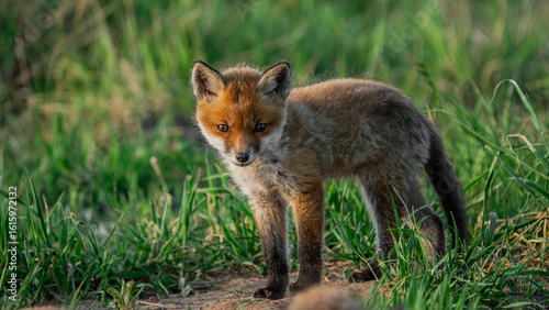 Small Young Red Fox (Vulpes vulpes)