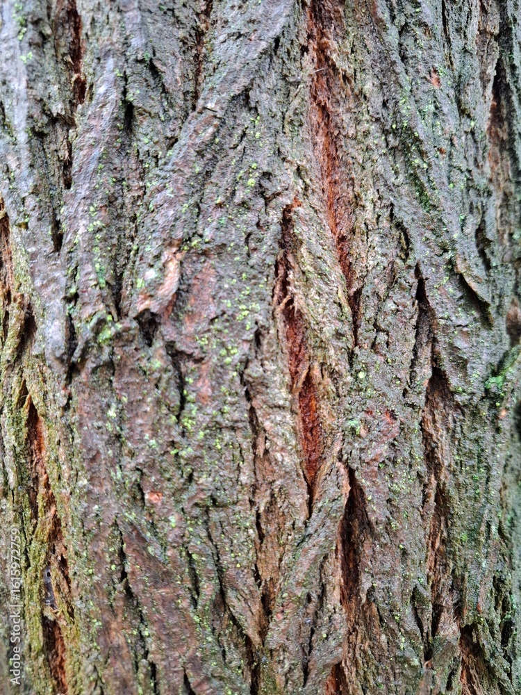 Fototapeta premium Detailed texture of tree bark with vertical cracks and reddish-brown tones. Natural rough surface of a mature tree.