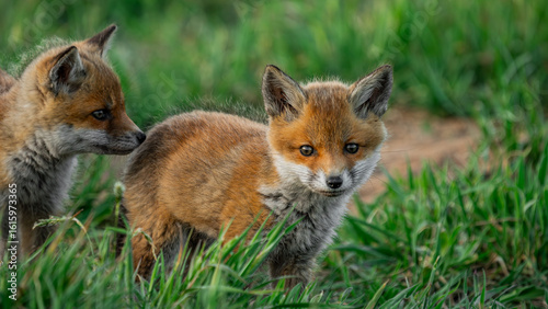 Baby Red Foxes (Vulpes vulpes) playing near den