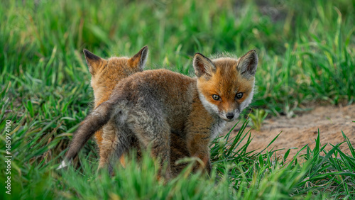 Red Fox cubs (Vulpes vulpes) playing on green grass