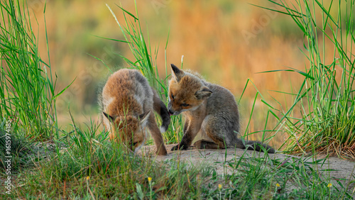 Baby Red Foxes (Vulpes vulpes) playing near den