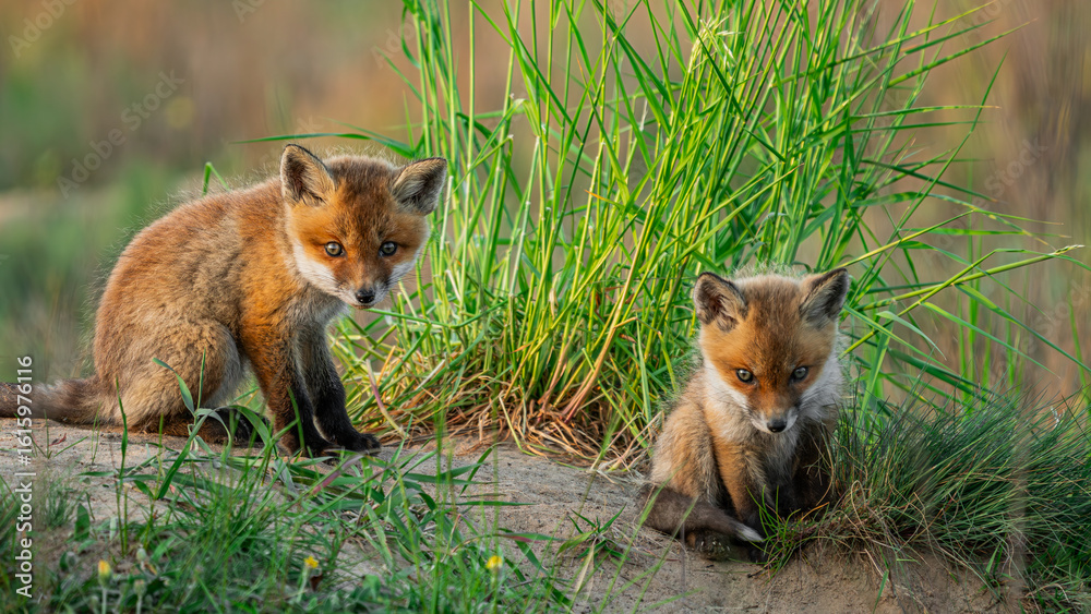 Fototapeta premium Red Fox cubs (Vulpes vulpes) playing on green grass
