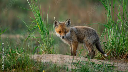 Red Fox (Vulpes vulpes) cub looks out from behind the grass