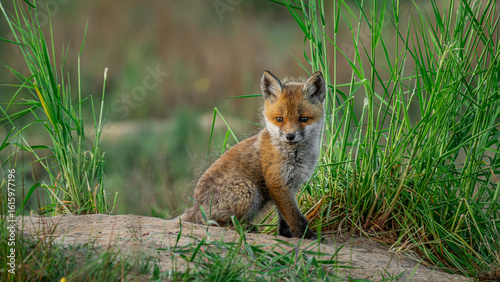 Cute Red Fox (Vulpes vulpes) sitting on the grass near den