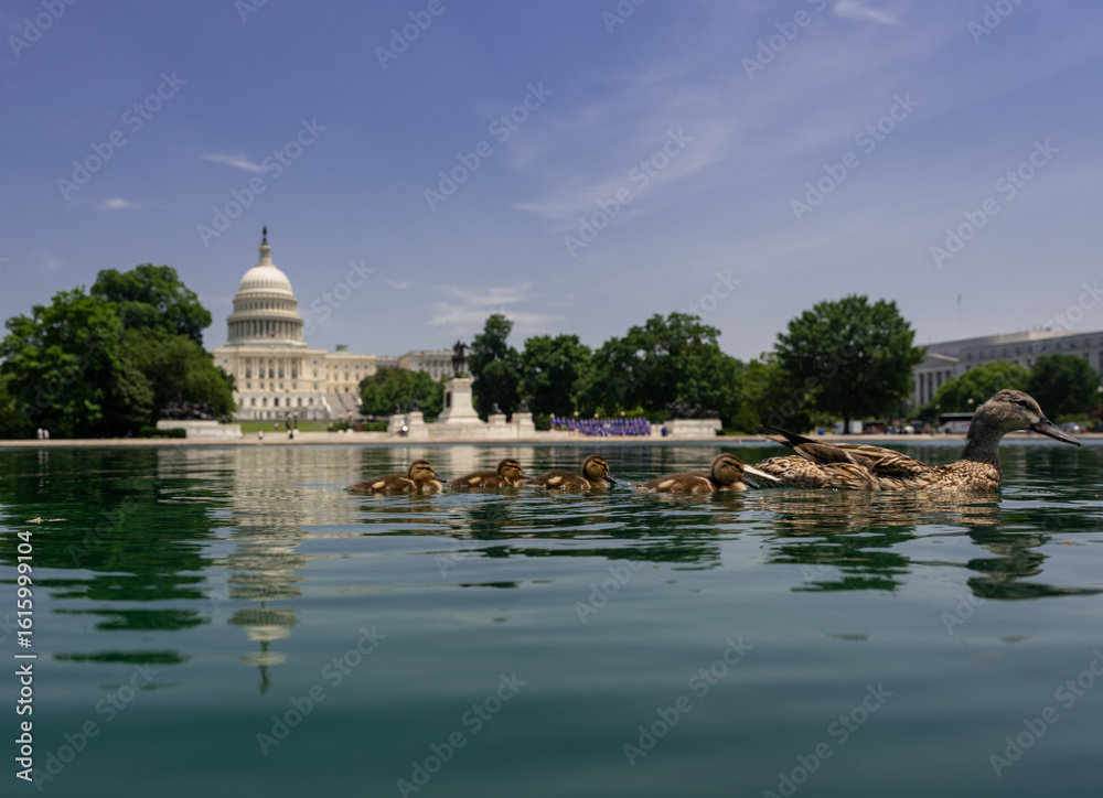 Fototapeta premium Congress in Washington, DC. The Capitol dome over Capitol Hill. Washington, DC landmark. American flag above the Congress. Washington DC skyline. Senate and House in Washington, DC.