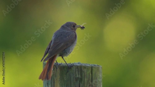 Redstart with Prey in Beak