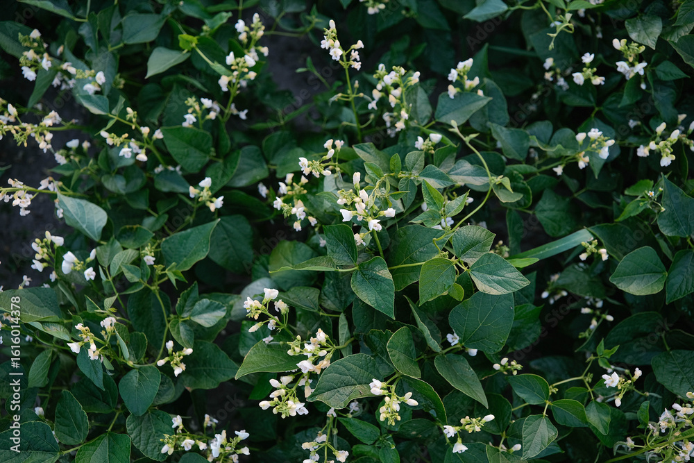 Obraz premium Delicate white blossoms adorn vibrant green bean plants, hinting at a bountiful harvest of fresh legumes.