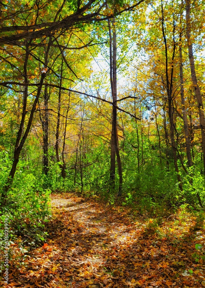 Obraz premium The Hiking Trail In Autumn