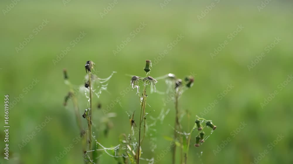 Dandelion Seeds Floating in Air | Soft Nature Slow-Motion Loop | Gentle Wind Over Field
