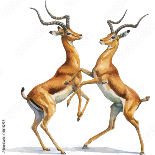Two impala antelopes fighting with horns isolated on transparent background