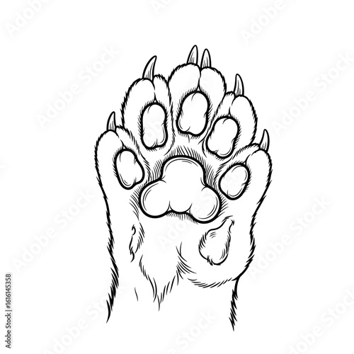 Detailed line drawing of a feline paw featuring prominent claws and distinct paw pad details displayed