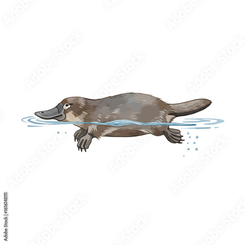 Cute Platypus Swimming in Water Australian Wildlife Animal Illustration Isolated