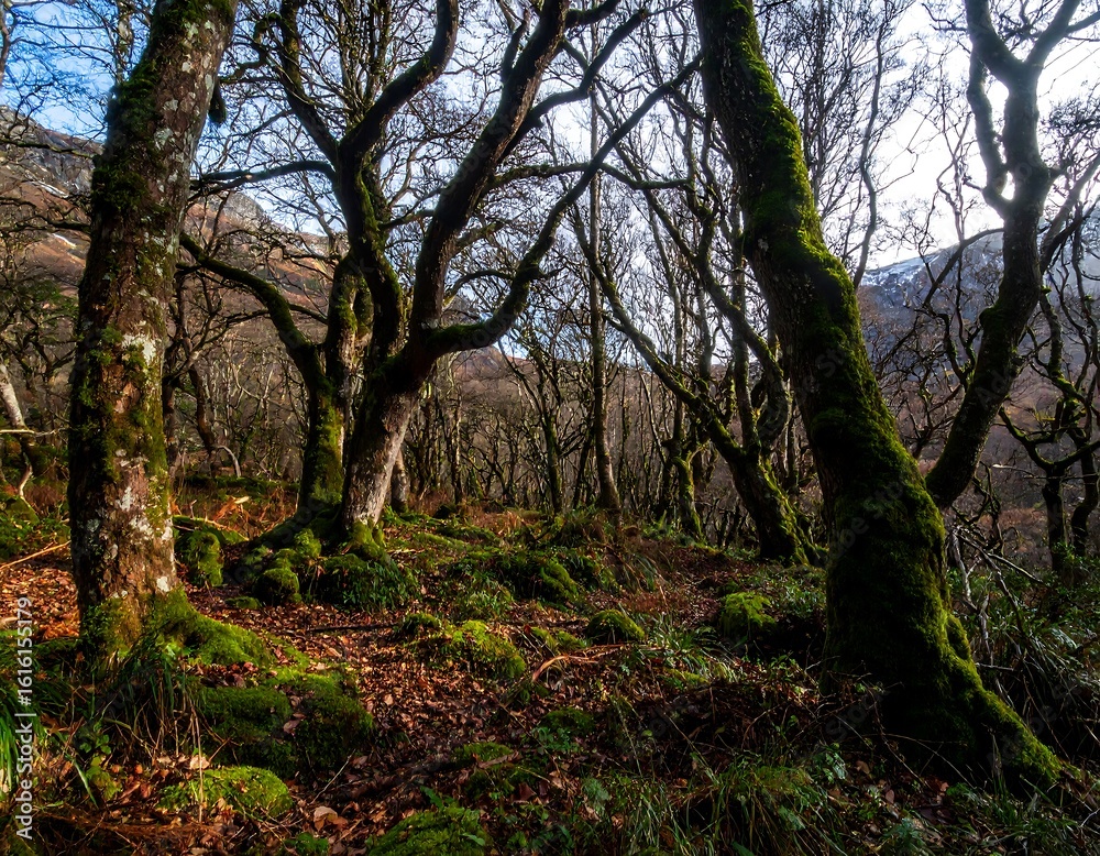 Naklejka premium Lush, moss-covered forest
