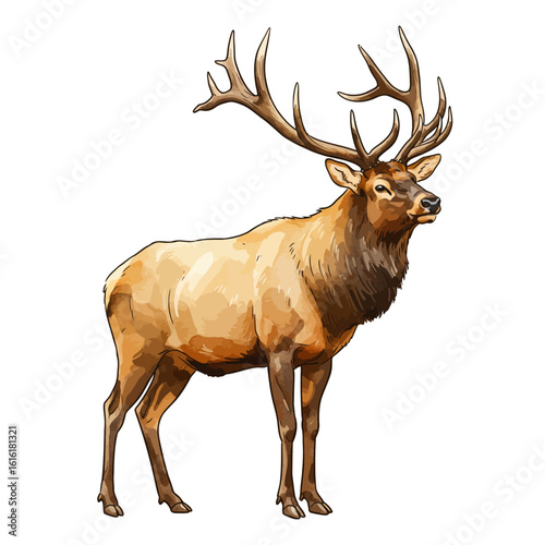 Majestic Bull Elk with Large Antlers Standing Isolated on White Background Wildlife Illustration