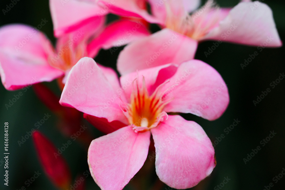 Obraz premium Nerium oleander. Beautiful pink flowers close-up. Nature.