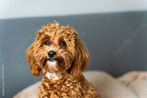 Close-up portrait of a fluffy dog with big round eyes and soft fur, sitting calmly and looking directly at the camera with charm and curiosity.