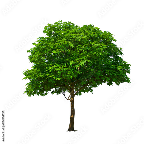 Photorealistic 8K image of a large mature deciduous tree with lush vibrant green foliage against bright clear sky, highly detailed natural landscape, realistic outdoor scene