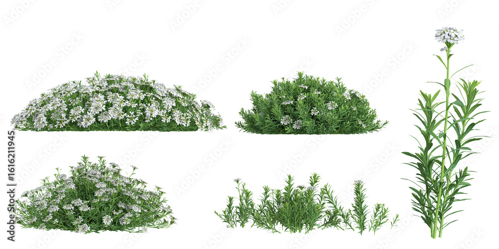 Fototapeta premium 3d illustration of Host,Iberis plants on transparent background