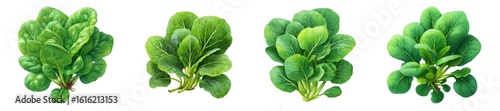 Tatsoi leaf isolated on transparent background.