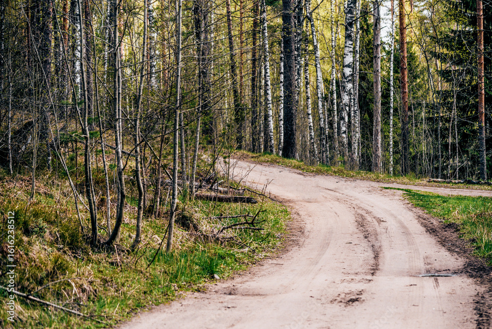 Fototapeta premium Green summer forest landscape greenwood forest trees, grass and cloudy sky
