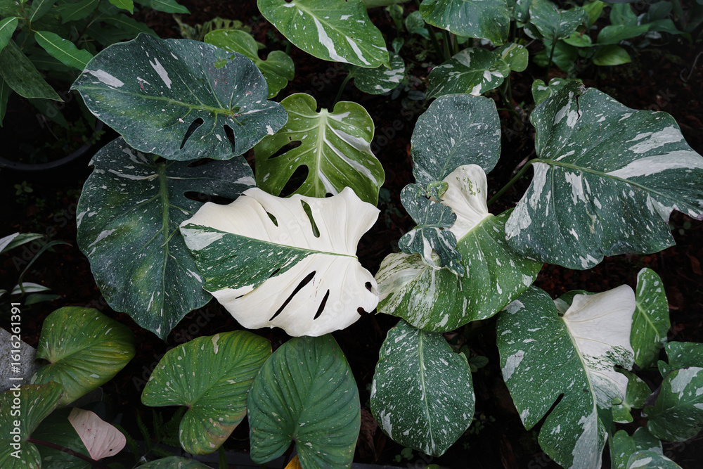 Ταπετσαρία Close-Up of Variegated Monstera Leaf