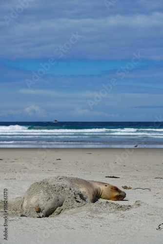 seal on the beach