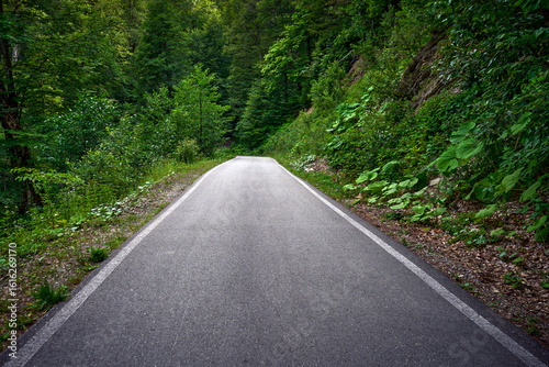 Empty asphalt road through the green trees.