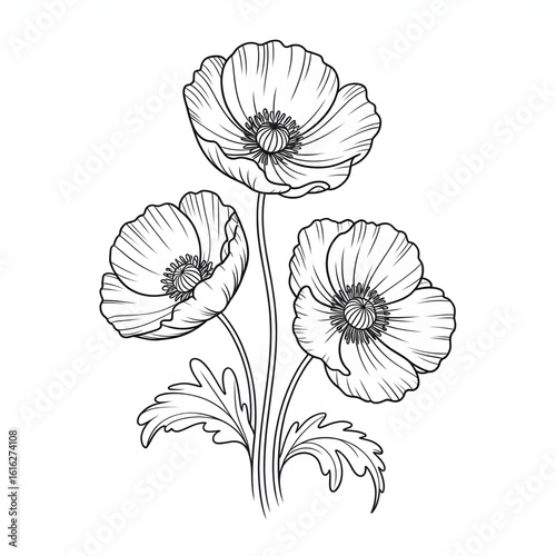 vector illustration of poppy flower