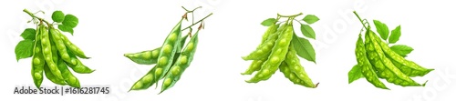 Winged beans isolated on transparent background.