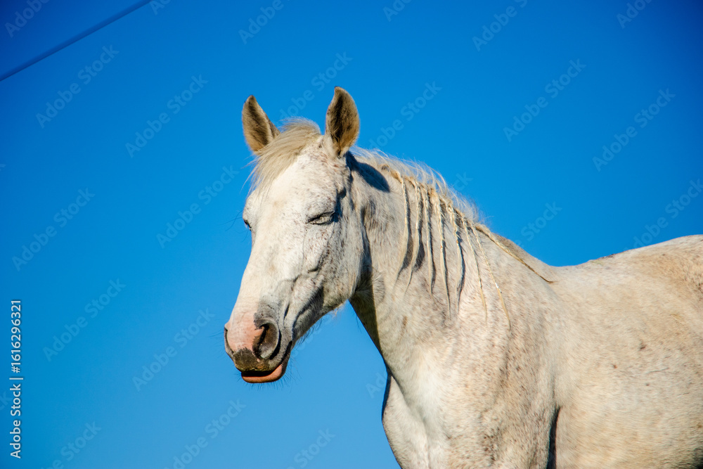 Fototapeta premium Horse and blue sky