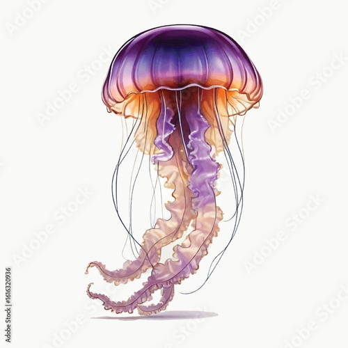 Jelly Fish Vector